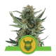 Royal Dwarf Auto - ROYAL QUEEN SEEDS | TanieSianie.pl