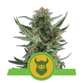 Royal Dwarf Auto - ROYAL QUEEN SEEDS | TanieSianie.pl
