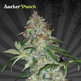 Sucker Punch - AUTO SEEDS | TanieSianie.pl