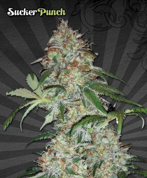 Sucker Punch - AUTO SEEDS | TanieSianie.pl