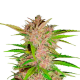 Fastberry Auto - FASTBUDS | TanieSianie.pl