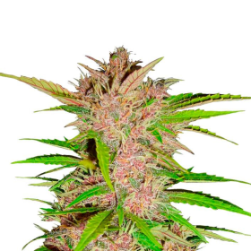 Fastberry Auto - FASTBUDS | TanieSianie.pl