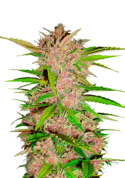 Fastberry Auto - FASTBUDS | TanieSianie.pl