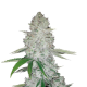 Gorilla Glue Auto - FASTBUDS | TanieSianie.pl