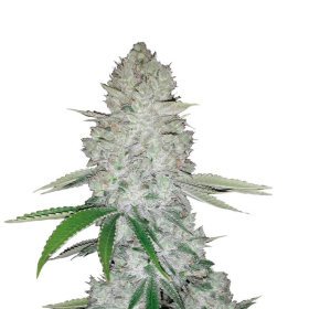 Gorilla Glue Auto - FASTBUDS | TanieSianie.pl