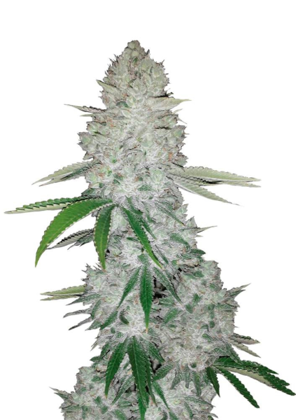 Gorilla Glue Auto - FASTBUDS | TanieSianie.pl