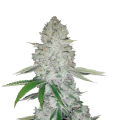 Gorilla Glue Auto - FASTBUDS