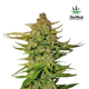 Northern Express Auto - FASTBUDS | TanieSianie.pl