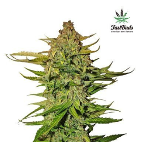 Northern Express Auto - FASTBUDS | TanieSianie.pl