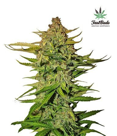 Northern Express Auto - FASTBUDS | TanieSianie.pl