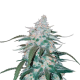 Pineapple Express Auto - FASTBUDS | TanieSianie.pl