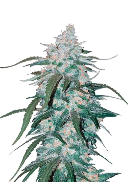 Pineapple Express Auto - FASTBUDS | TanieSianie.pl