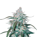 Pineapple Express Auto - FASTBUDS