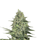 Rhino Ryder Auto - FASTBUDS | TanieSianie.pl