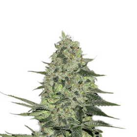 Rhino Ryder Auto - FASTBUDS | TanieSianie.pl