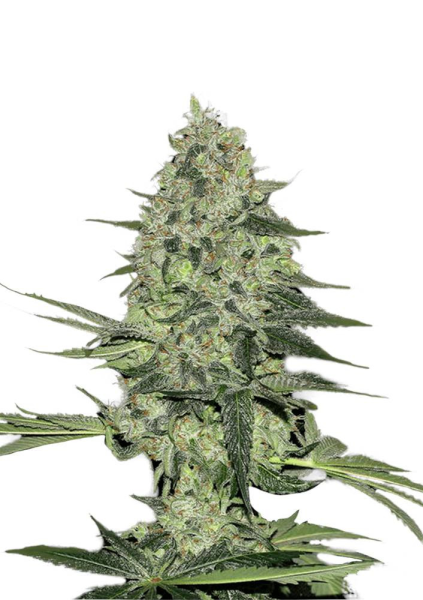 Rhino Ryder Auto - FASTBUDS | TanieSianie.pl