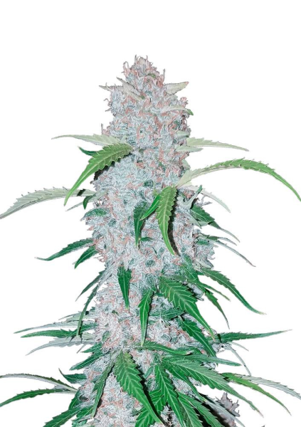 Six Shooter Auto - FASTBUDS | TanieSianie.pl