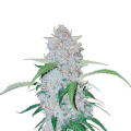 Six Shooter Auto - FASTBUDS