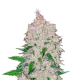 Stardawg Auto - FASTBUDS | TanieSianie.pl