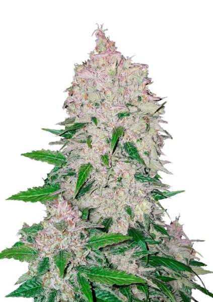 Stardawg Auto - FASTBUDS | TanieSianie.pl