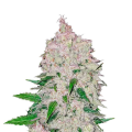Stardawg Auto - FASTBUDS
