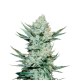 Tangie'Matic Auto - FASTBUDS | TanieSianie.pl