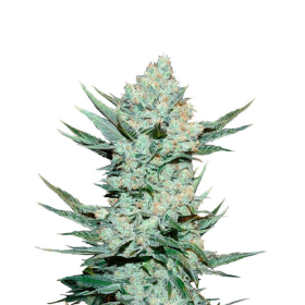 Tangie'Matic Auto - FASTBUDS | TanieSianie.pl