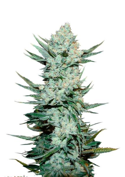 Tangie'Matic Auto - FASTBUDS | TanieSianie.pl