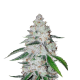 West Coast OG Auto - FASTBUDS | TanieSianie.pl