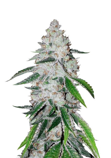 West Coast OG Auto - FASTBUDS | TanieSianie.pl