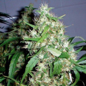 Critical Rapido Auto - BARNEY'S FARM | TanieSianie.pl