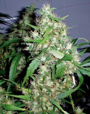 Critical Rapido Auto - BARNEY'S FARM | TanieSianie.pl
