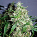 Critical Rapido Auto - BARNEY'S FARM