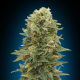 Female Mix - 00 SEEDS BANK | TanieSianie.pl