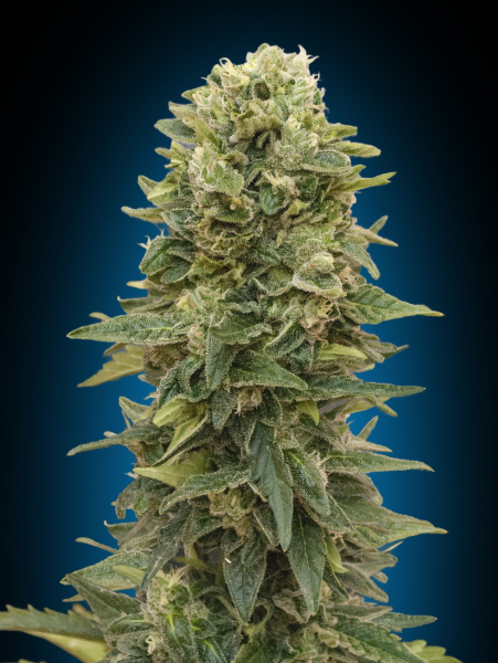 Female Mix - 00 SEEDS BANK | TanieSianie.pl