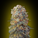 Sweet Critical - 00 SEEDS BANK | TanieSianie.pl