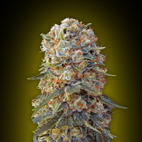 Sweet Critical - 00 SEEDS BANK | TanieSianie.pl