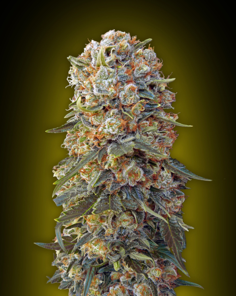Sweet Critical - 00 SEEDS BANK | TanieSianie.pl
