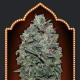 Sweet Soma - 00 SEEDS BANK | TanieSianie.pl