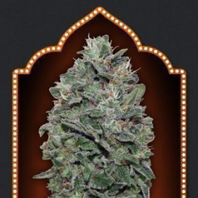 Sweet Soma - 00 SEEDS BANK | TanieSianie.pl