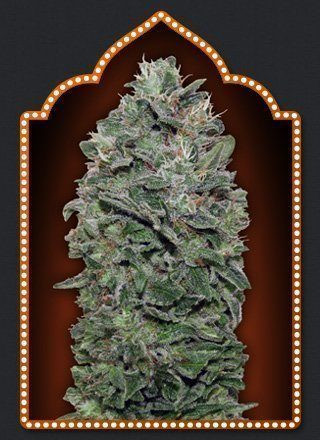 Sweet Soma - 00 SEEDS BANK | TanieSianie.pl