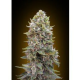 Auto 00 Cheese - 00 SEEDS BANK | TanieSianie.pl
