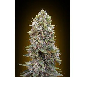 Auto 00 Cheese - 00 SEEDS BANK | TanieSianie.pl