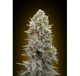 Auto 00 Cheese - 00 SEEDS BANK | TanieSianie.pl