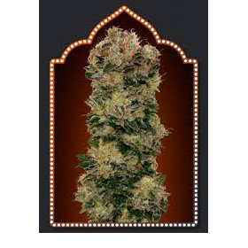 Auto Sweet Soma - 00 SEEDS BANK | TanieSianie.pl