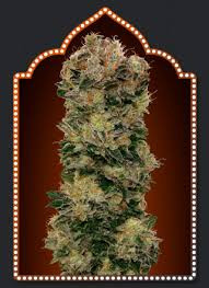 Auto Sweet Soma - 00 SEEDS BANK | TanieSianie.pl