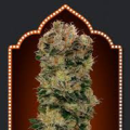 Auto Sweet Soma - 00 SEEDS BANK