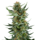 Royal Dwarf Auto - ROYAL QUEEN SEEDS | TanieSianie.pl