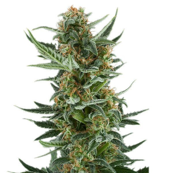 Royal Dwarf Auto - ROYAL QUEEN SEEDS | TanieSianie.pl