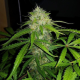 Royal Dwarf Auto - ROYAL QUEEN SEEDS | TanieSianie.pl